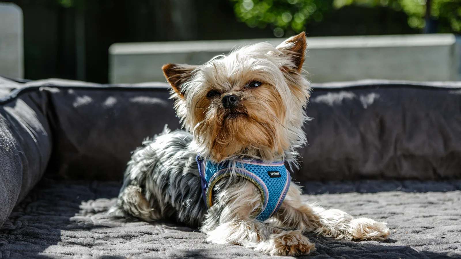 Happy dog pet bed home